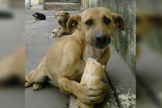Multarán y hasta arrestarán a quien de de comer a perros callejeros